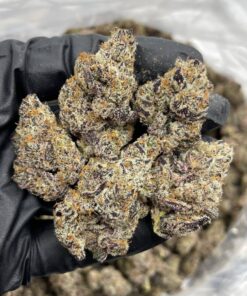 Biscotti Pancakes  Strain